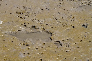 çamurlu zemin desen düşük gelgit sırasında