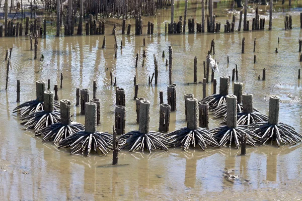 Mangrovebossen langs de zee bij eb. — Stockfoto