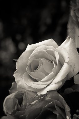 Gül Bahçe içindeki tablo üzerinde