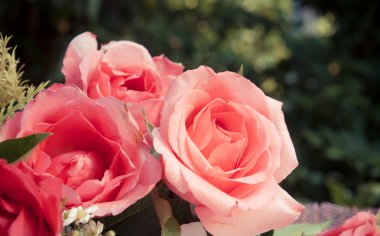 Gül Bahçe içindeki tablo üzerinde