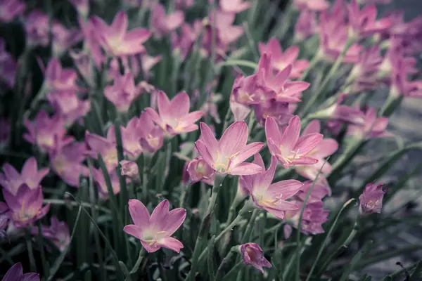 Schöne rosa Blume im Garten — Stockfoto