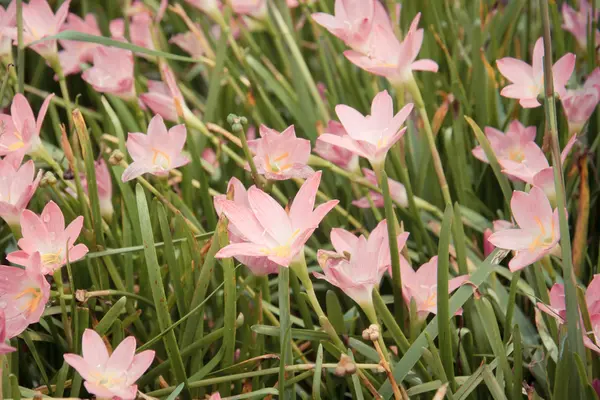 Bela flor rosa no jardim — Fotografia de Stock