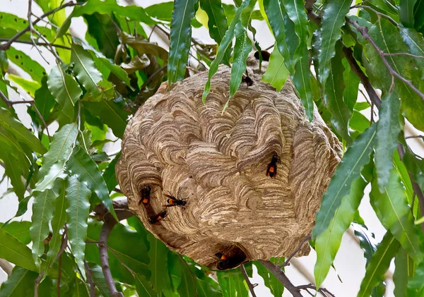Hornet nest of carnivore or Vespa affinis — Stock Photo, Image