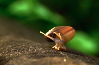 salyangoz yalnız ışık efektini beton zemin üzerinde yürüme