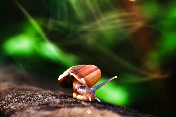 Snail walking alone on the concrete floor with the light effect — Stock Photo, Image