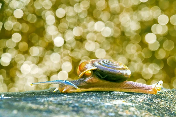 Caracol andando sozinho no chão de concreto com o efeito de luz — Fotografia de Stock