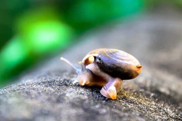 独自走在水泥地面上光效果的蜗牛 — 图库照片
