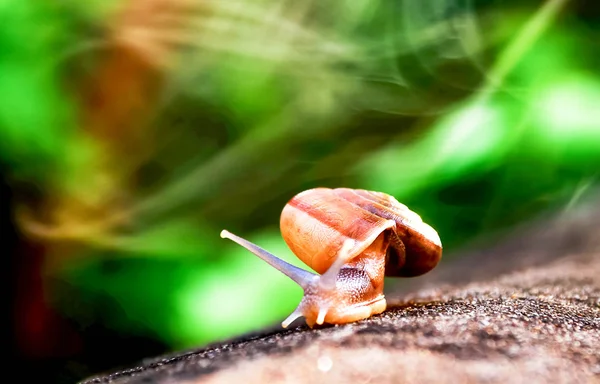 Caracol andando sozinho no chão de concreto com o efeito de luz — Fotografia de Stock