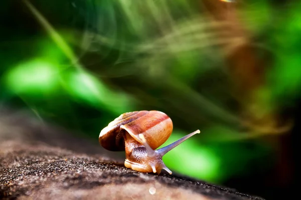 Caracol caminando solo en el suelo de hormigón con el efecto de luz —  Fotos de Stock