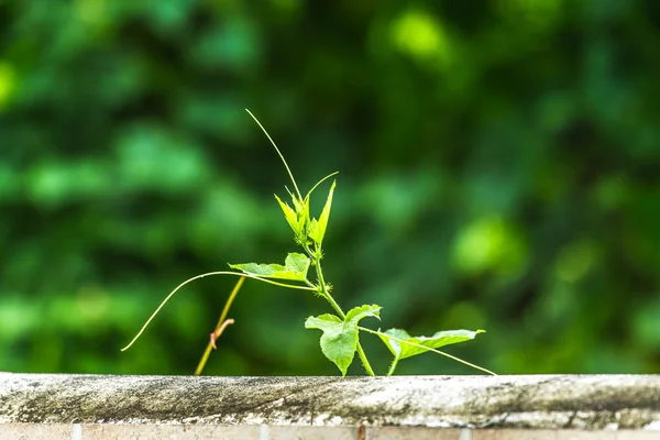 Rostoucí koncept: růst břečťanu na zdi. — Stock fotografie