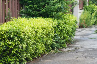 Demir çit ve yaprak yeşil