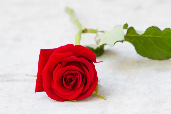 Rosa de color rojo fresco y hermoso en la mesa de mármol —  Fotos de Stock