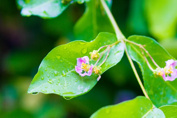 Цветы и листья с каплей воды из дождя утром . — стоковое фото