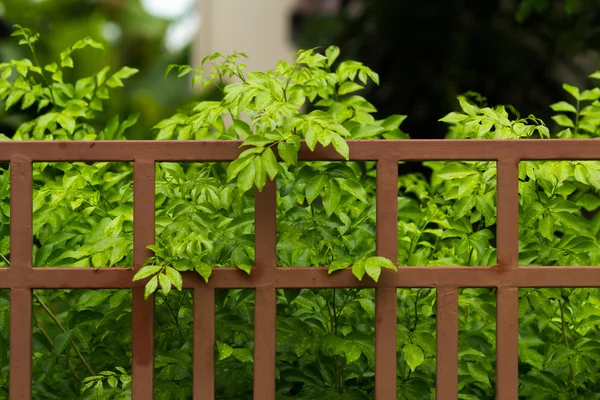 Ijzeren hek en een groen blad — Stockfoto