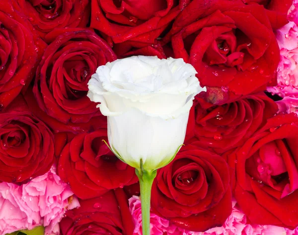 背景の赤いバラと白いバラの一つ — ストック写真