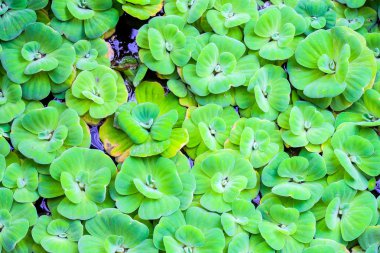 Float su marul arka plan