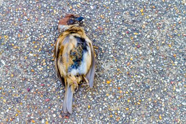 Wren yerde ölü yatarken.