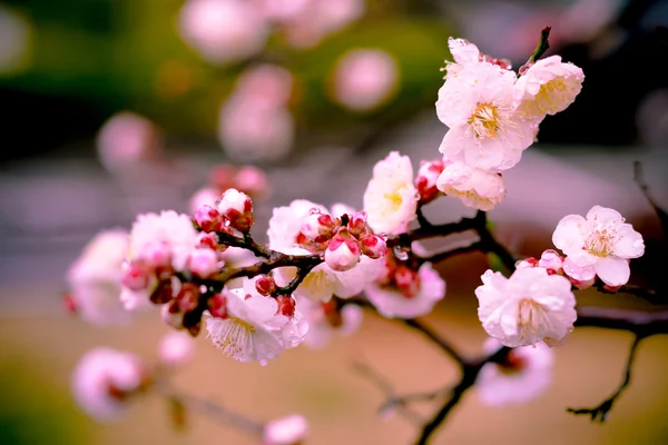 Vintage mooie bloem met soft focus Sea... — Stockfoto