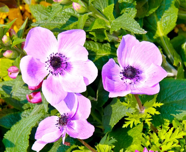 Blomma i trädgården — Stockfoto