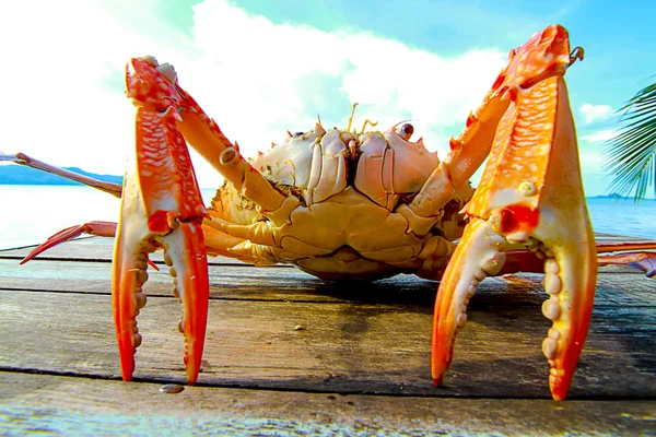 Морской краб на столе у моря — стоковое фото