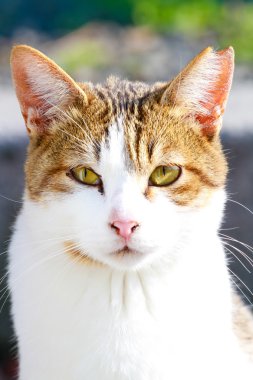 Kırık bir kulağı olan bir kedi yüzü yukarı kapatın.