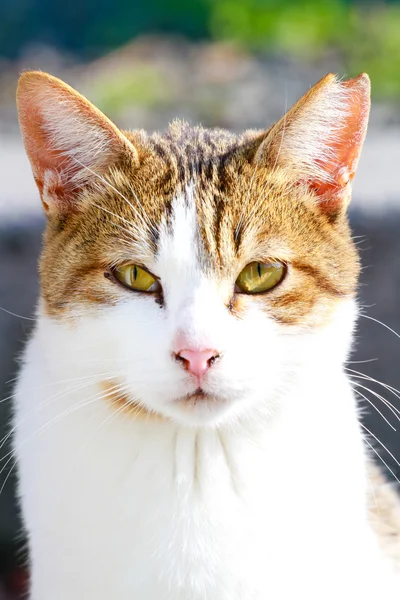 Közelről arca egy macska-val egy törött fül. — Stock Fotó