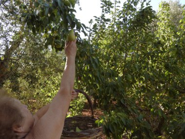 Armut toplayan yaşlı kadın.