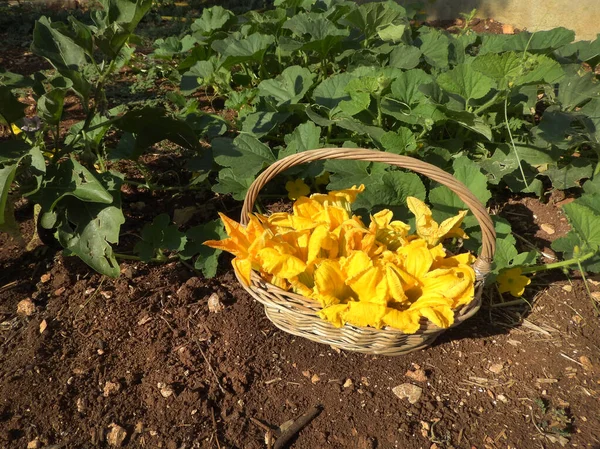 Memanen Bunga Zucchini Pedesaan — Stok Foto