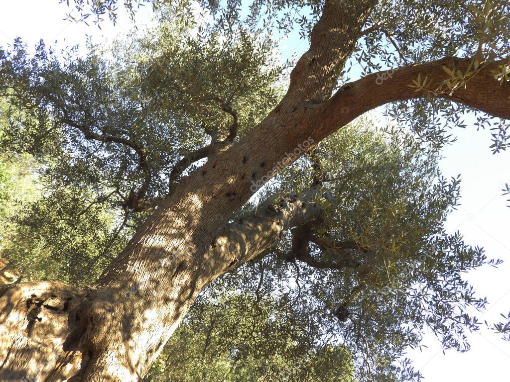 bottom view of branches of centenary olive trees in Salento Italy