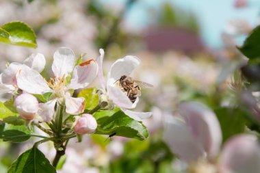 Elma ağacı çiçek arıya