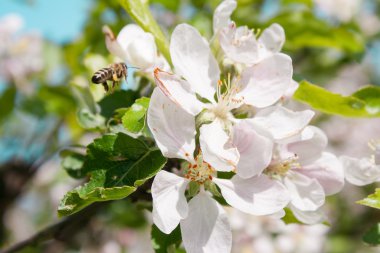 Bahar bahçe ve arı