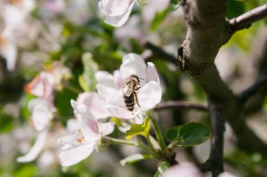 Elma ağacı çiçek üzerinde oturan arı