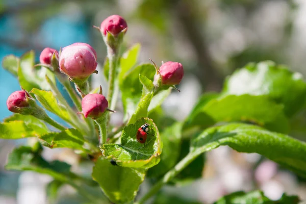 Uğur böceği buket pembe elma tomurcukları ile üzerinde 