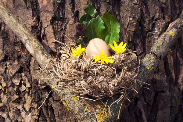 Húsvéti tojás a madár fészekben fából készült háttér — Stock Fotó