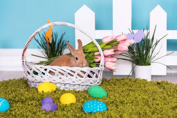 Decoração de Páscoa e coelho na cesta de primavera — Fotografia de Stock