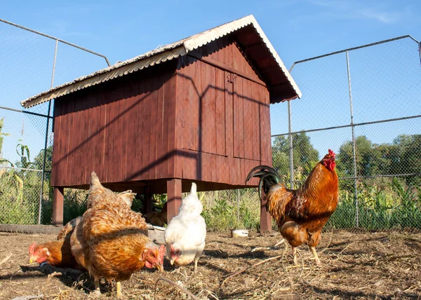 Some brown chicken and rooster in front of a wooden chicken hous — Stock Photo, Image