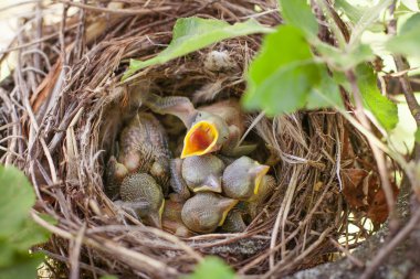 Yeni doğan kuşlar yuvaya