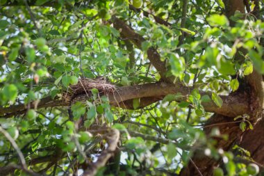 Yuvadaki yumurta yumurtadan kuş