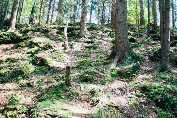 Forêt dense dans les montagnes — Photo