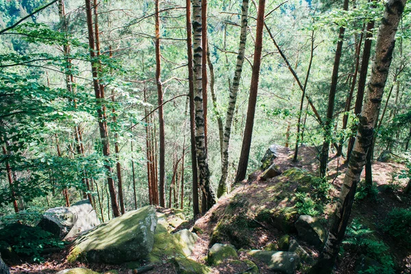 Floresta densa nas montanhas — Fotografia de Stock