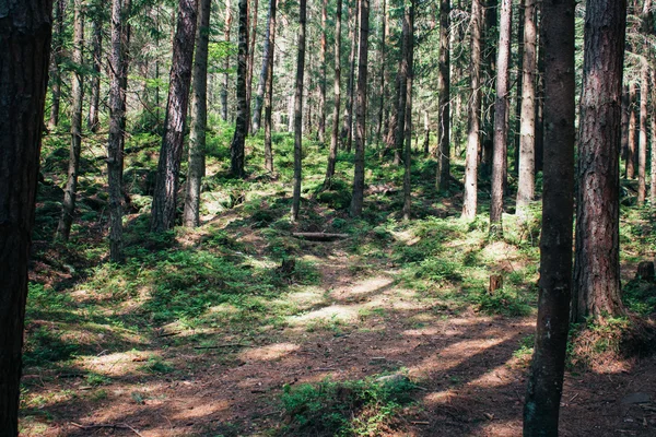 Floresta densa nas montanhas — Fotografia de Stock