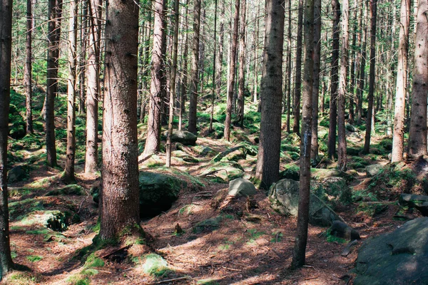 Gęsty las, w górach Obraz Stockowy