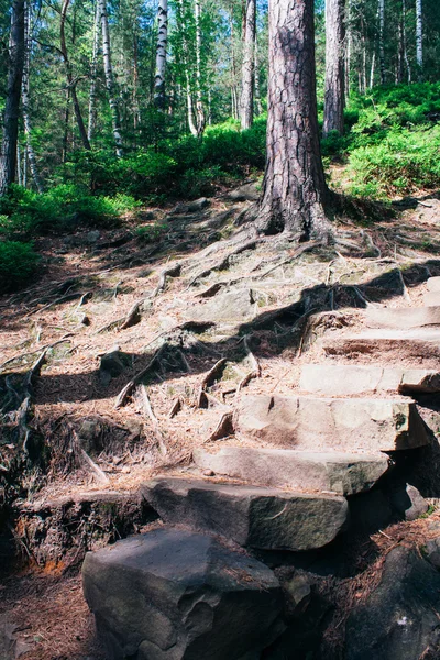 Lá em cima, na floresta das montanhas — Fotografia de Stock