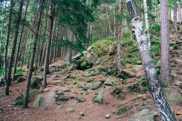 Floresta mista nas montanhas dos Cárpatos — Fotografia de Stock