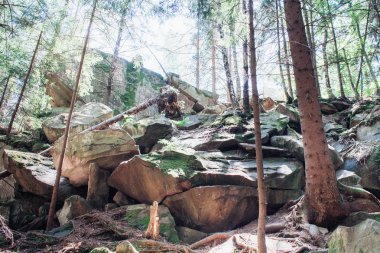 Dağlarda yoğun kayalık orman