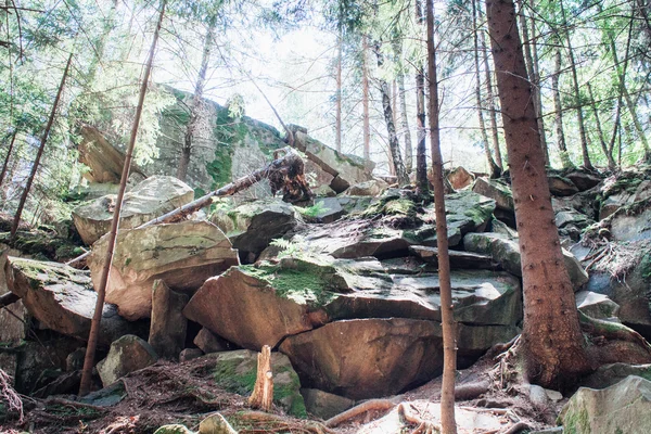 Dağlarda yoğun kayalık orman
