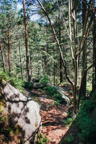 Caminho florestal nas montanhas — Fotografia de Stock