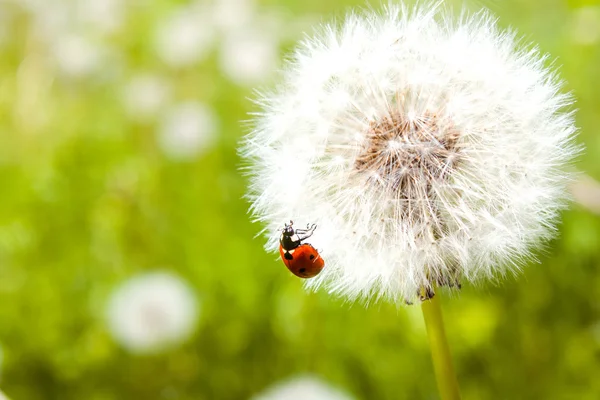 Uğur böceği blowball üzerinde