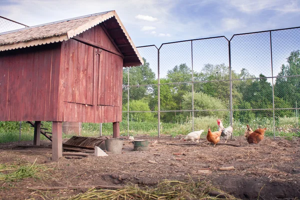 Chickens near their chicken coop — Stock Photo, Image