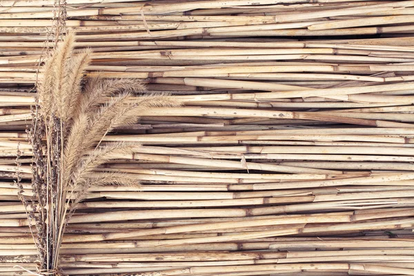 Reed arka plan üzerinde kuru bitkiler